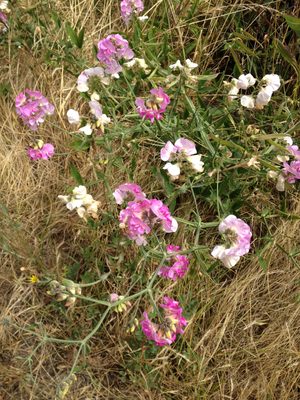 These wildflowers were everywhere along the roadside, no...
